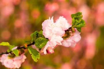 Background blooming beautiful white cherries in raindrops on a sunny day in early spring close up, soft focus