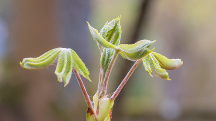 Fresh green sprouts. Nature is coming to life in spring