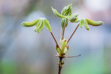 Fresh green sprouts. Nature is coming to life in spring