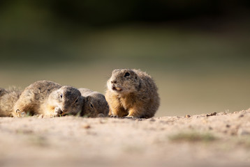 squirrel