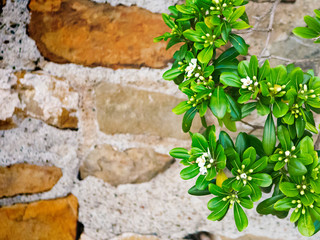 Lysimachia candida, white small wild flowers. Concept for wallpaper, print idea. Selective focus. Bush on the brick background.