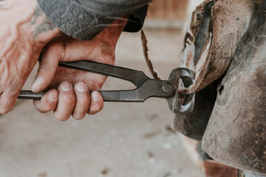Side view of adult blacksmith using hammer to put horseshoe on hoof of horse near stable on ranch