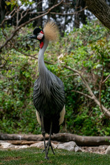 Grulla Coronada - Grey Crowned Crane