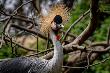 Grulla Coronada - Grey Crowned Crane