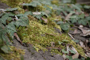 Green moss with ivy in spring.