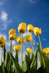 Bottom view of yellow tulips against the blue sky with clouds