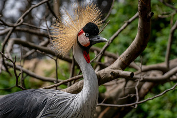Grulla Coronada - Grey Crowned Crane