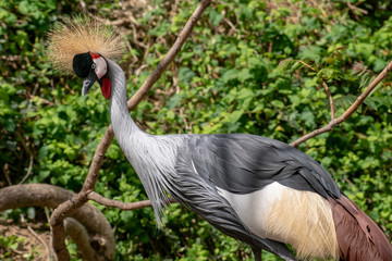 Naklejka premium Grulla Coronada - Grey Crowned Crane