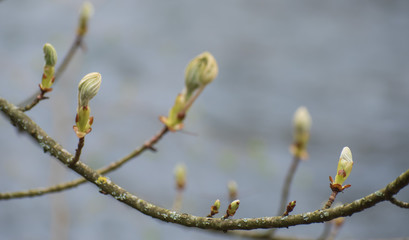 Fototapeta premium Fresh green sprouts. Nature is coming to life in spring