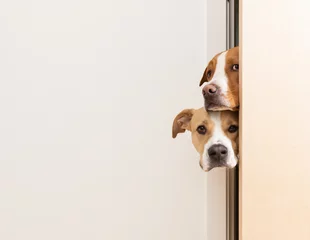 Ingelijste posters Stiekeme honden kijken door de deur naar de kamer © Anna Hoychuk