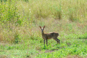 Steenbok (Raphicerus campestris)