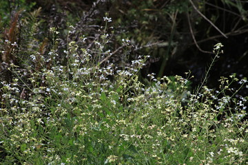grass in the forest
