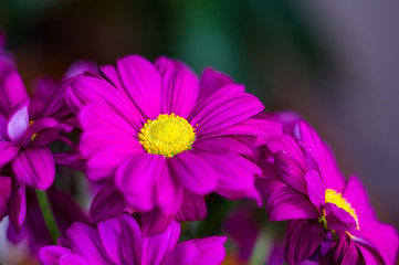 Beautiful bright purple and yellow chrysanthemum flowers, selective focus, macro