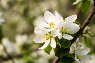 Background of blooming beautiful flowers of apple on a sunny day in early spring close up, soft focus