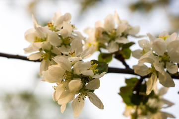 Background of blooming beautiful flowers of apple on a sunny day in early spring close up, soft focus