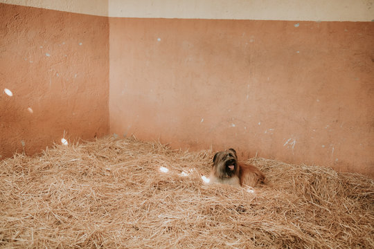 Funny little dog lying on heap of fresh hay inside stable on ranch