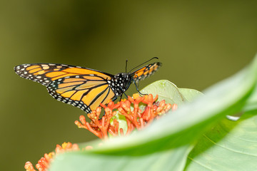 Monarch Butterfly (Danaus plexippus)