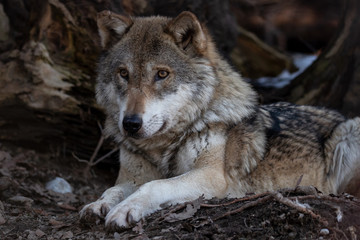 Naklejka na ściany i meble Liegender Wolf auf Waldboden
