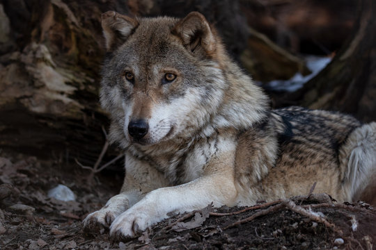 Liegender Wolf auf Waldboden