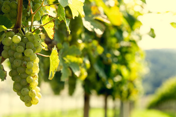 Bunch of grapes on a bush.