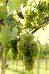 Bunch of grapes on a bush.