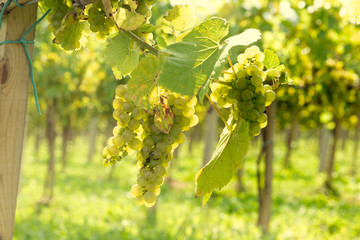 Bunch of grapes on a bush.