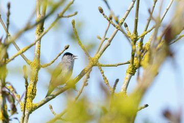 Blackcap (Sylvia atricapilla)