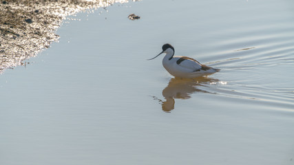 Pied Avocet (Recurvirostra avosetta)