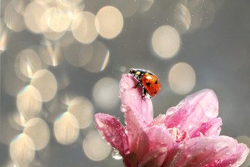 Spring blurred background with first flowers and ladybug, abstract first flowers on bokeh background at sunset.