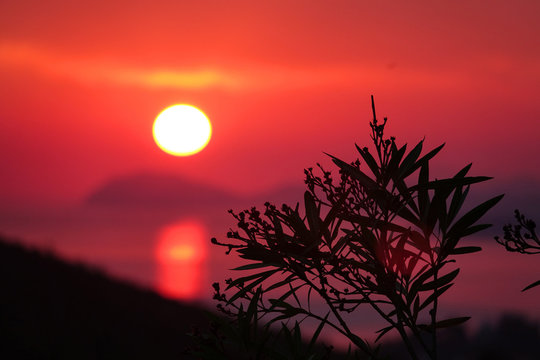 DOF: Picture of an olive tree, backlit by the colorful evening sun in Croatia.