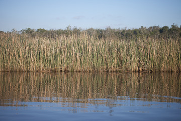 reeds in the lake