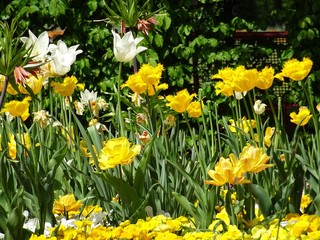 Obraz premium yellow tulips and daffodil on a spring day