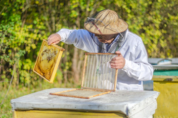 senior apiarist making inspection in apiary in the summertime