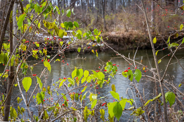 Red Berry Plant with River