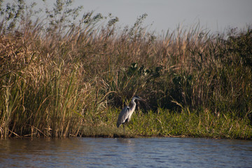 great blue heron in lake