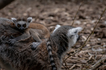 Bebé lemur con su familia