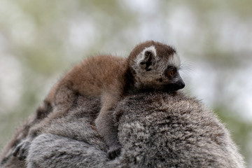 Bebé lemur con su familia