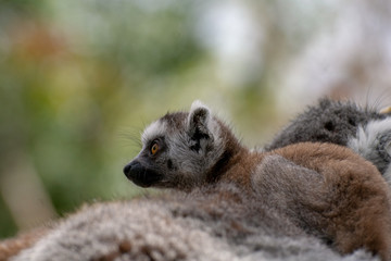 Bebé lemur con su familia
