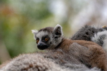 Fototapeta premium Bebé lemur con su familia