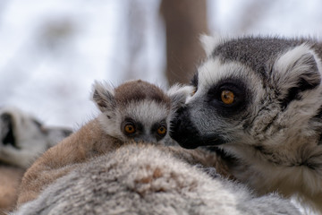 Bebé lemur con su familia