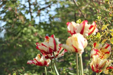 parrot Tulip 'Flaming Parrot' Tulipa ×gesneriana Parrot