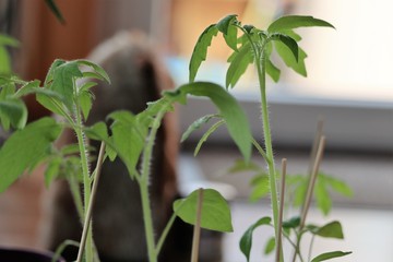 young tomato plants growing up