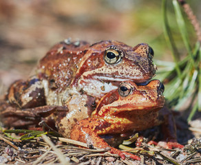 Mating frogs in the forest in clear weather in April. frogs close up.