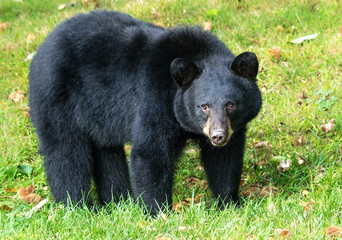 American black bear, Ursus americanus, standing in a field looking forward