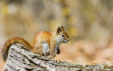 Naklejka na ściany i meble An American red squirrel also known as a pine squirrel, poses on a log
