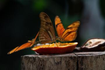 Mariposa Dama - Dryas Julia