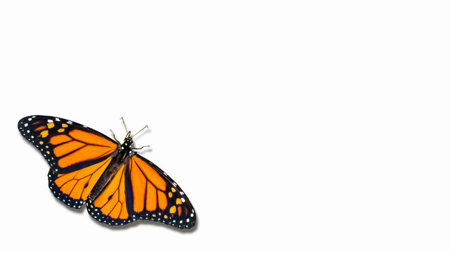 Monarch butterfly on white background with shadow