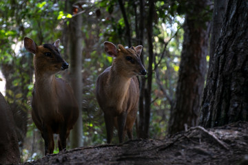 Muntjac de Reeve - Reeves Muntjac