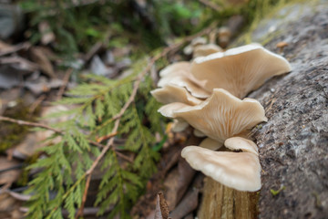 fungus in forest © SHELL
