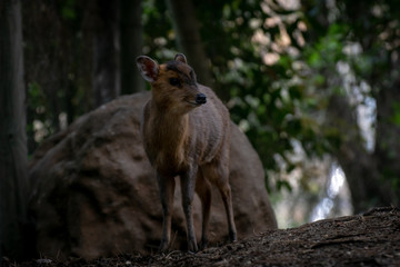 Muntjac de Reeve - Reeves Muntjac